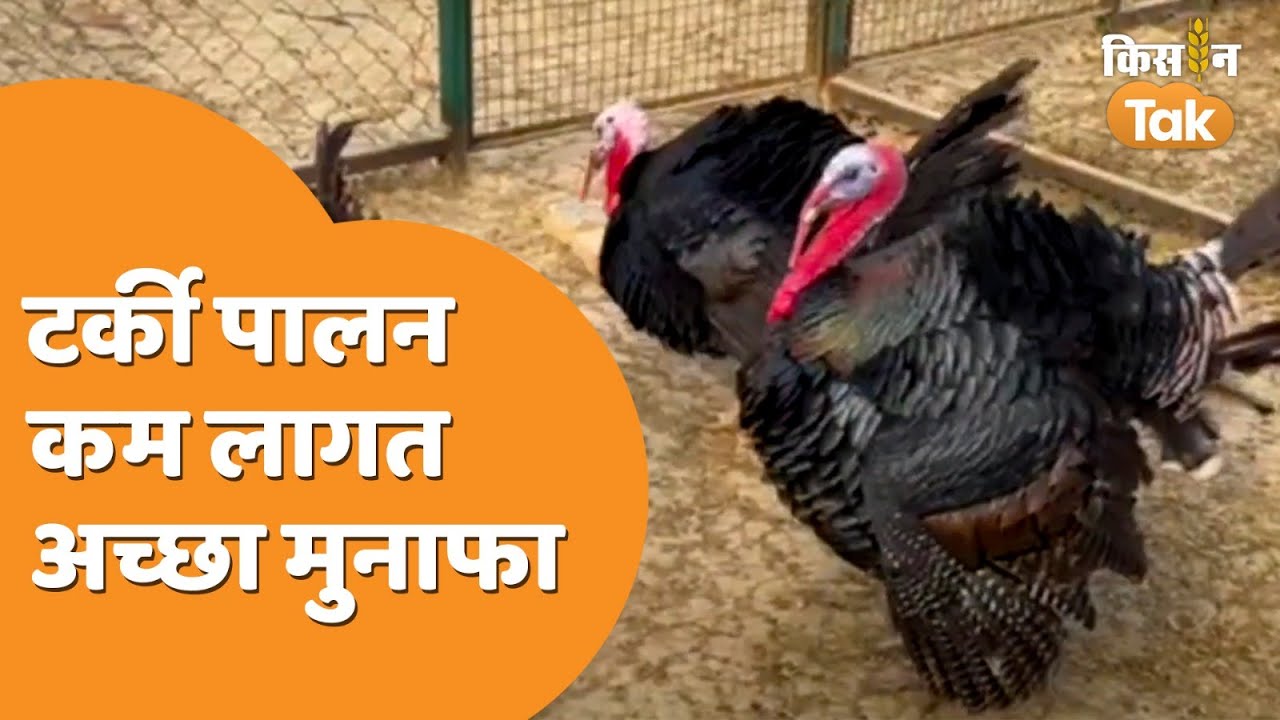 Turkey Farming: देश में तेजी से बढ़ रहा टर्की पालन का क्रेज, जानें कितना फायदा | Kisan Tak