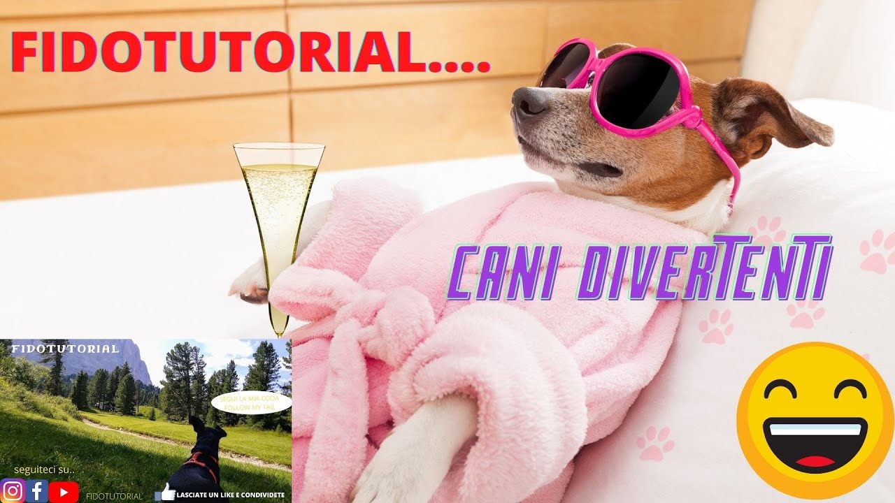 Cani  divertenti