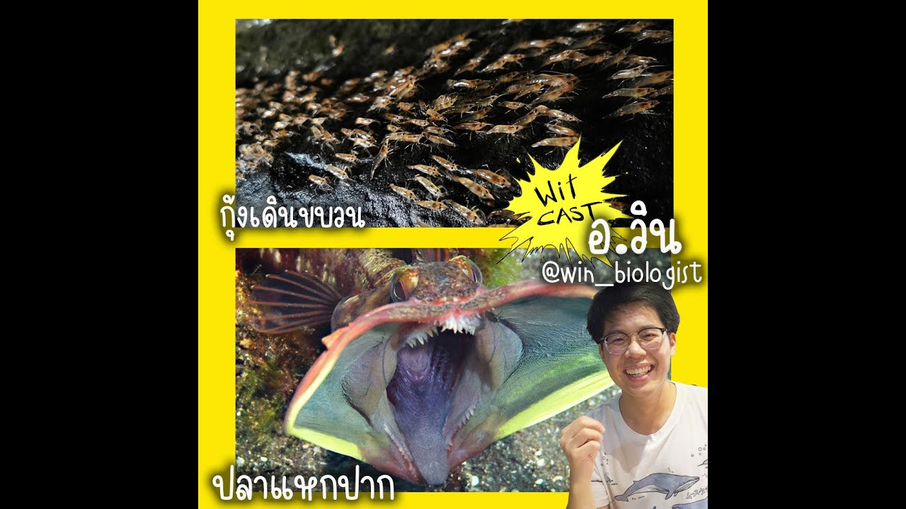 WiTcast 122 – อ.วินเล่า “กุ้งเดินขบวน” กับ “ปลาแหกปาก” / Artemis I / ชิมแพนซีเพื่อนกอริลล่า