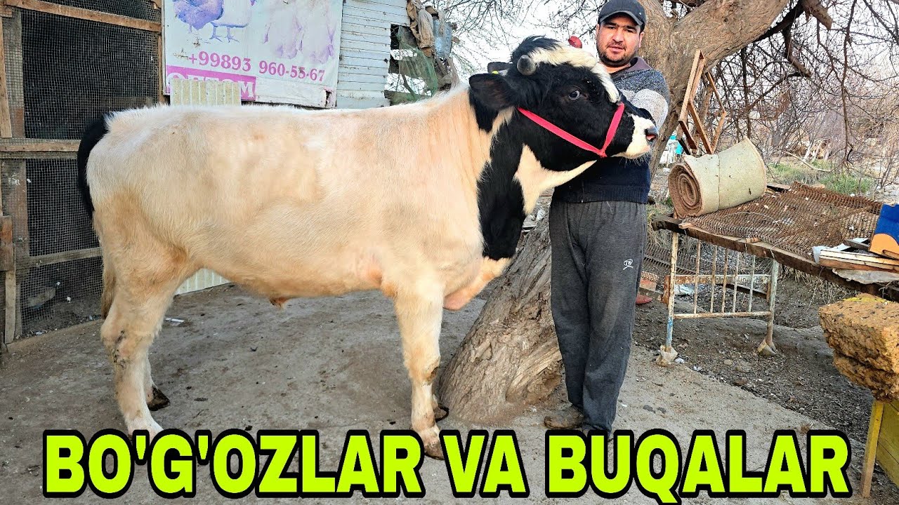 Ahadjon ukamizdan yetuk bo'g'ozlar va yemga tayyor buqalar 13 марта 2026 г.