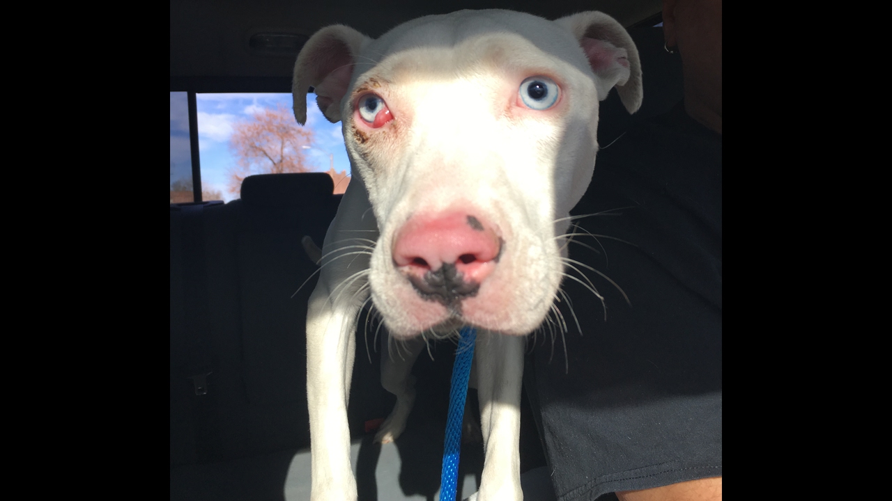 Slurpalicious | Stray Rescue of St.Louis