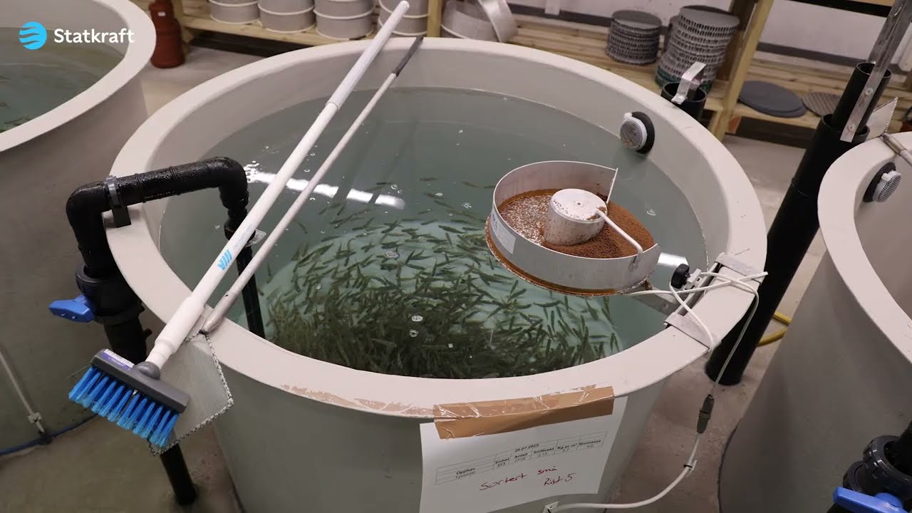 Settefisk - bli med på utsett av fisk med Statkraft