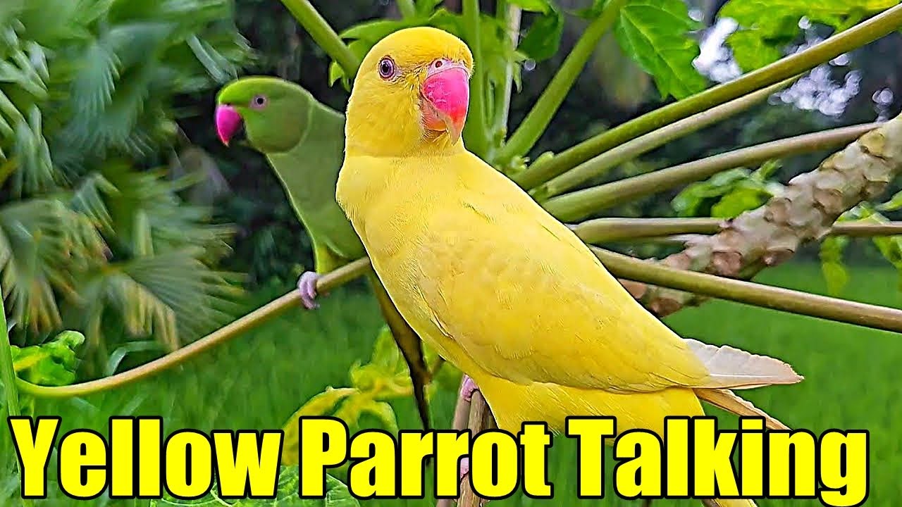 Yellow Parrot /Yellow Parrot Talking/Yellow Parrot Beauty and Sound