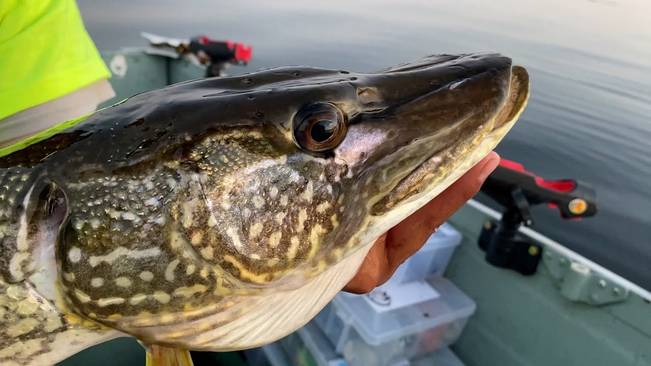Reservoir Pike Fishing Michigan