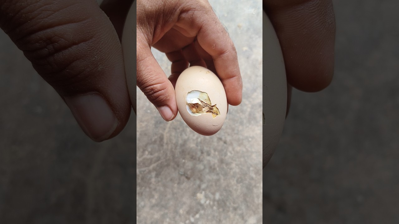 Operated Egg to save Stuck baby chick 🐣🐥🐣🐥