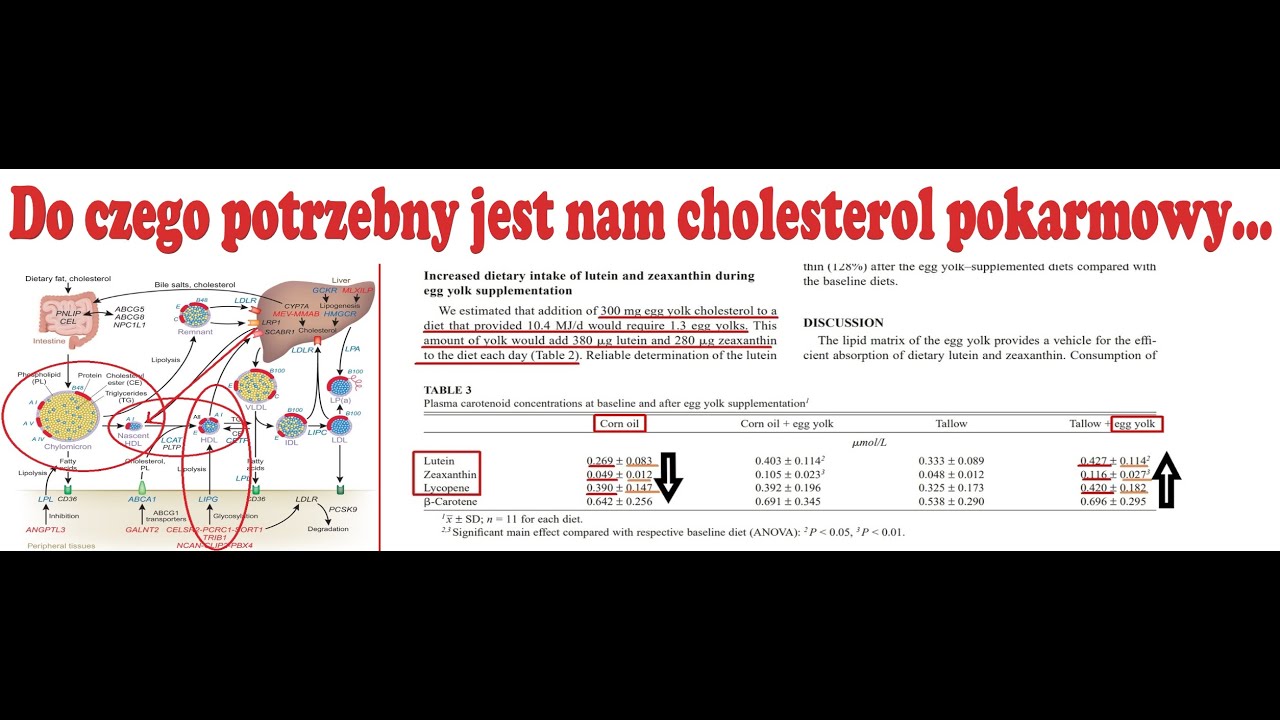 🤓Luteina i Zeaksantyna🤓-Świat Zwierzęcy 👍 kontra świat roślinny 👎