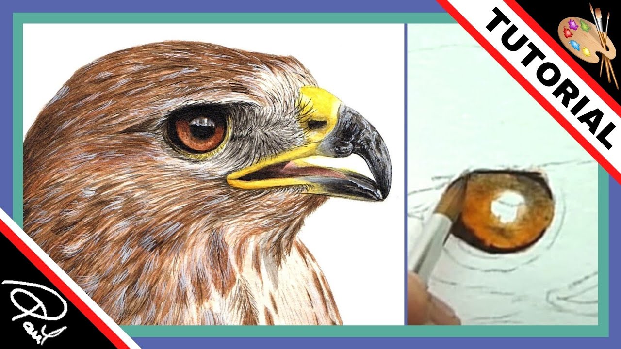 How to paint a Buzzard's eye using watercolour paints Part 1 of 2, a bird painting tutorial
