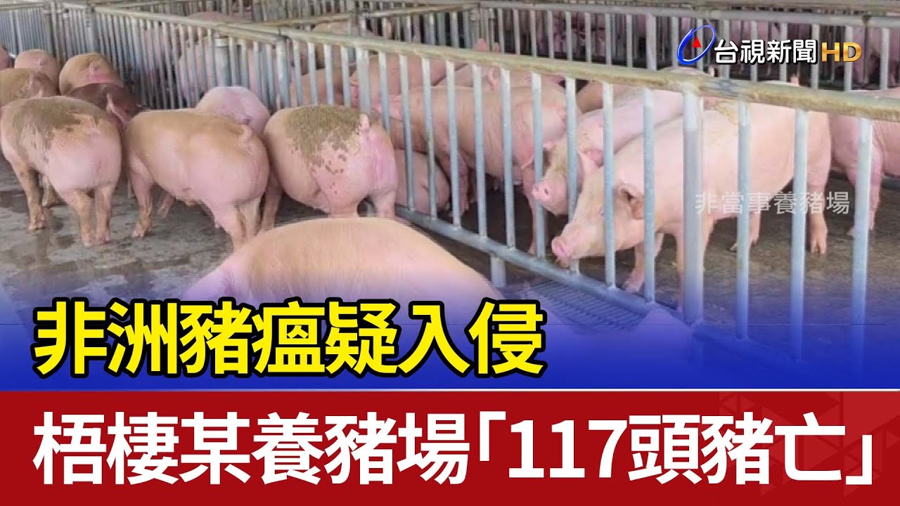 非洲豬瘟疑入侵 梧棲某養豬場「117頭豬亡」