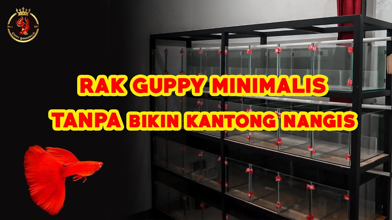 RAK GUPPY 5 SUSUN YANG KUAT DAN TAHAN LAMA DENGAN HARGA TERJANGKAU