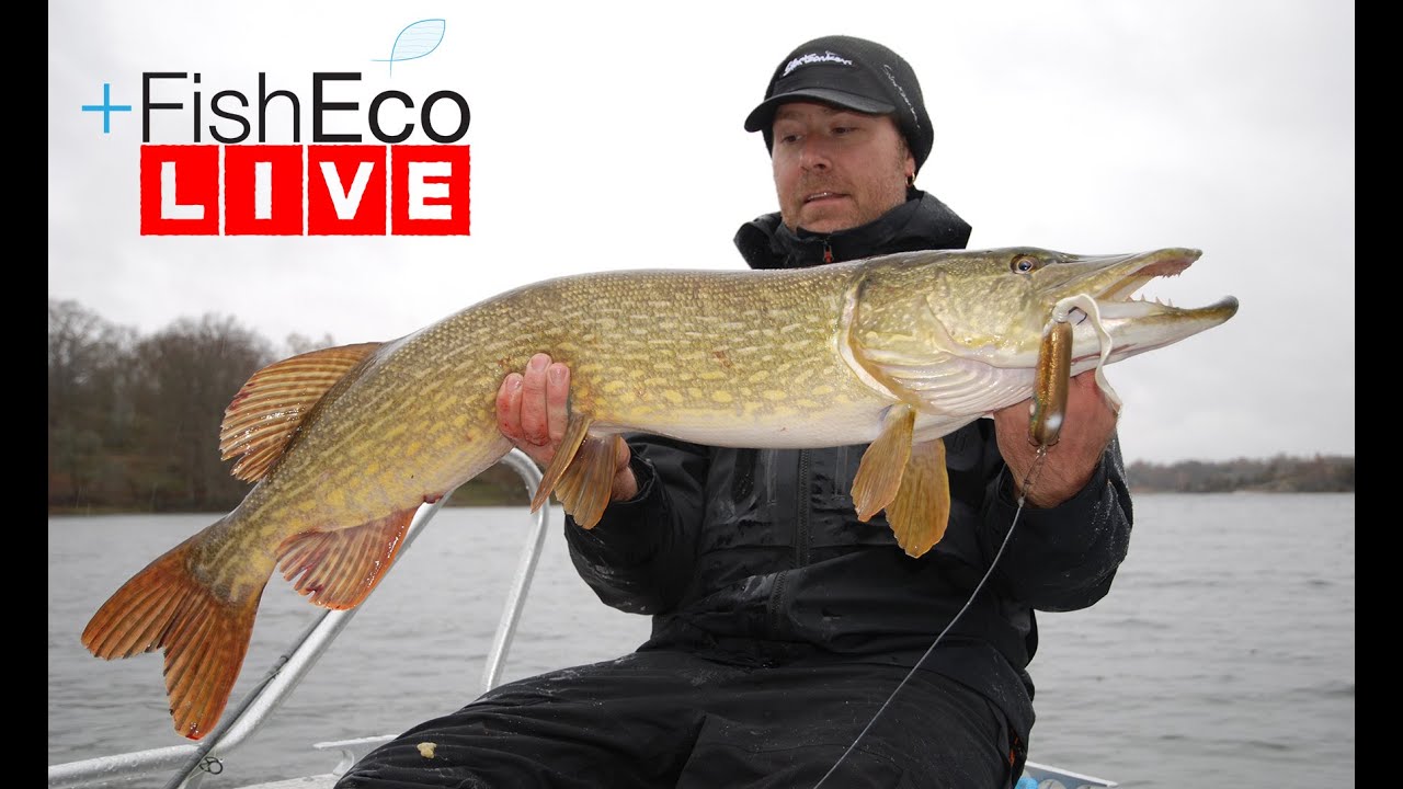 LIVEfiske efter g&auml;dda med Svartzonker!
