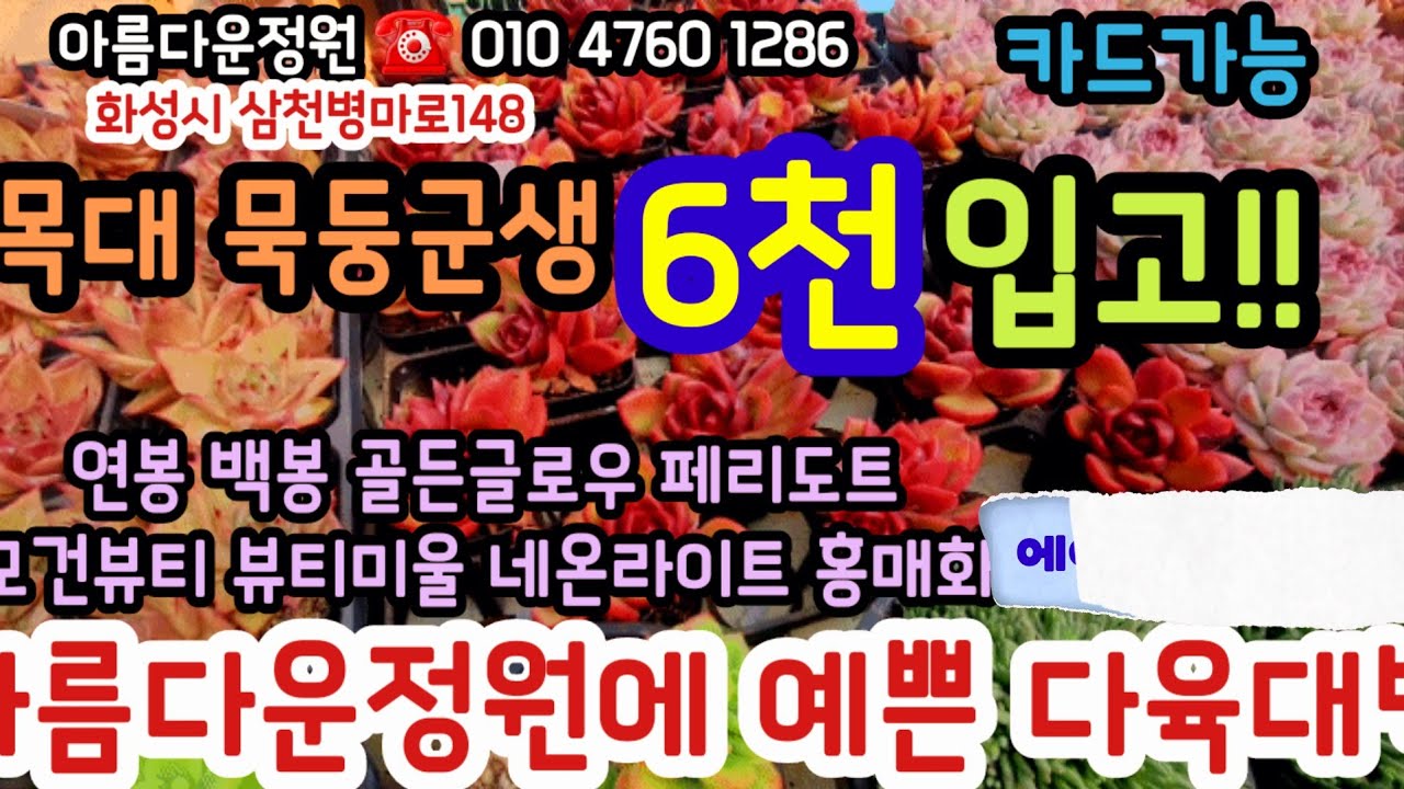 아름다운정원에 착한가경 묵은목대군생6천입고!! 작은에어니옴강추!!