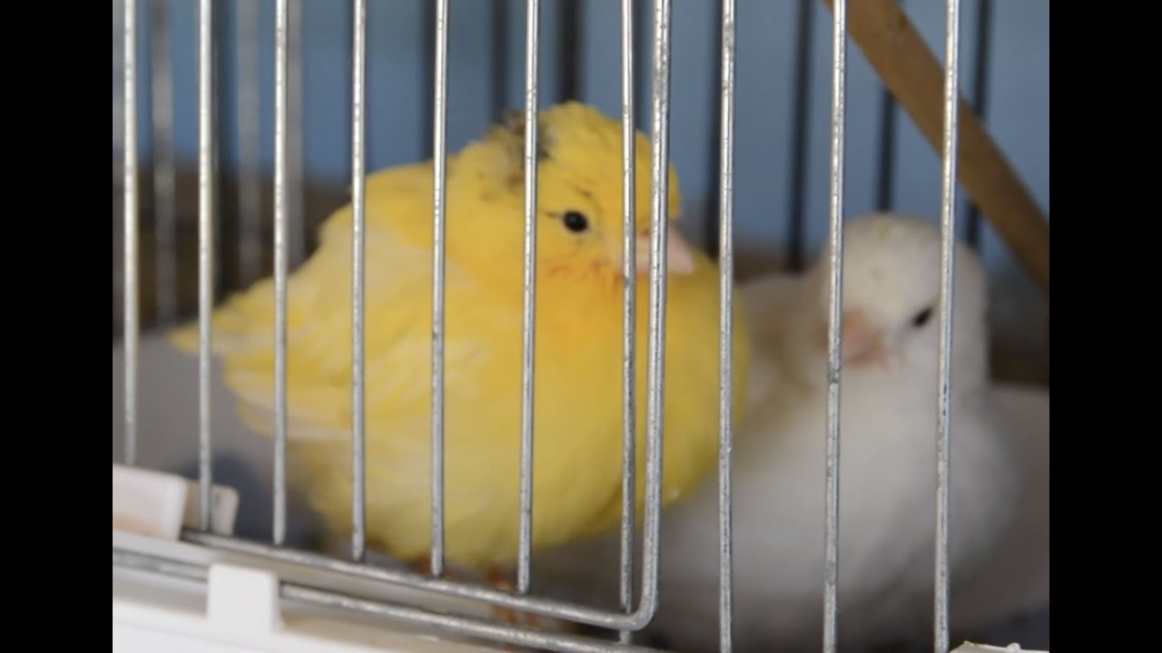 The Border Corner - Part 15 - More Chicks!
