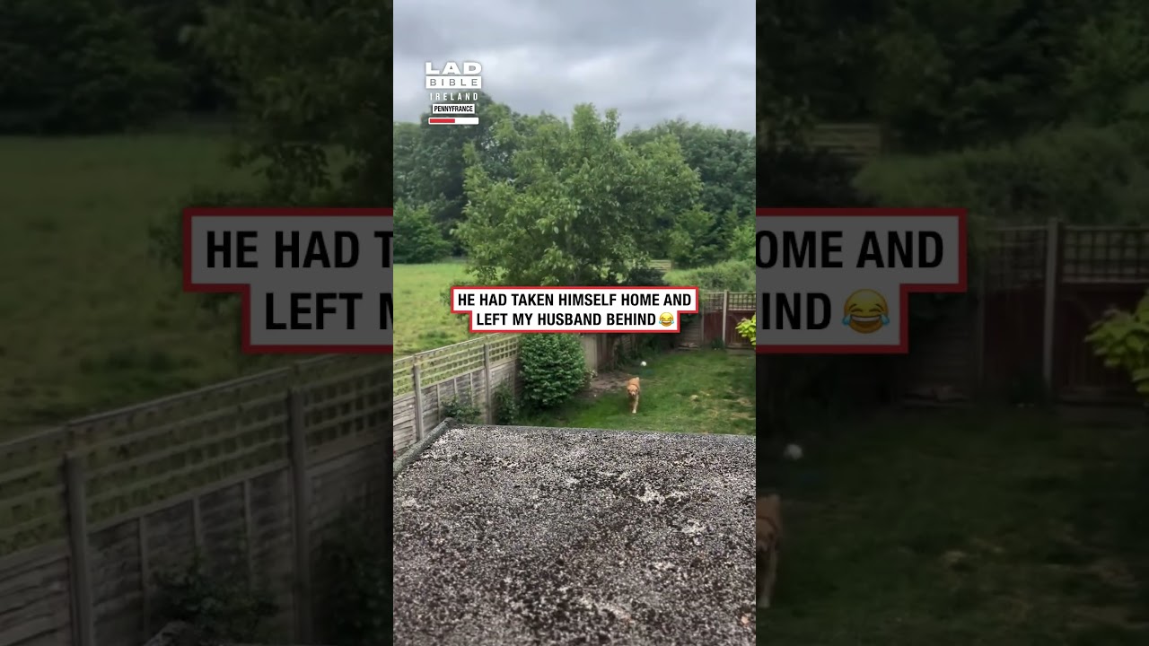 Dad loses dog on walk and dog comes back first