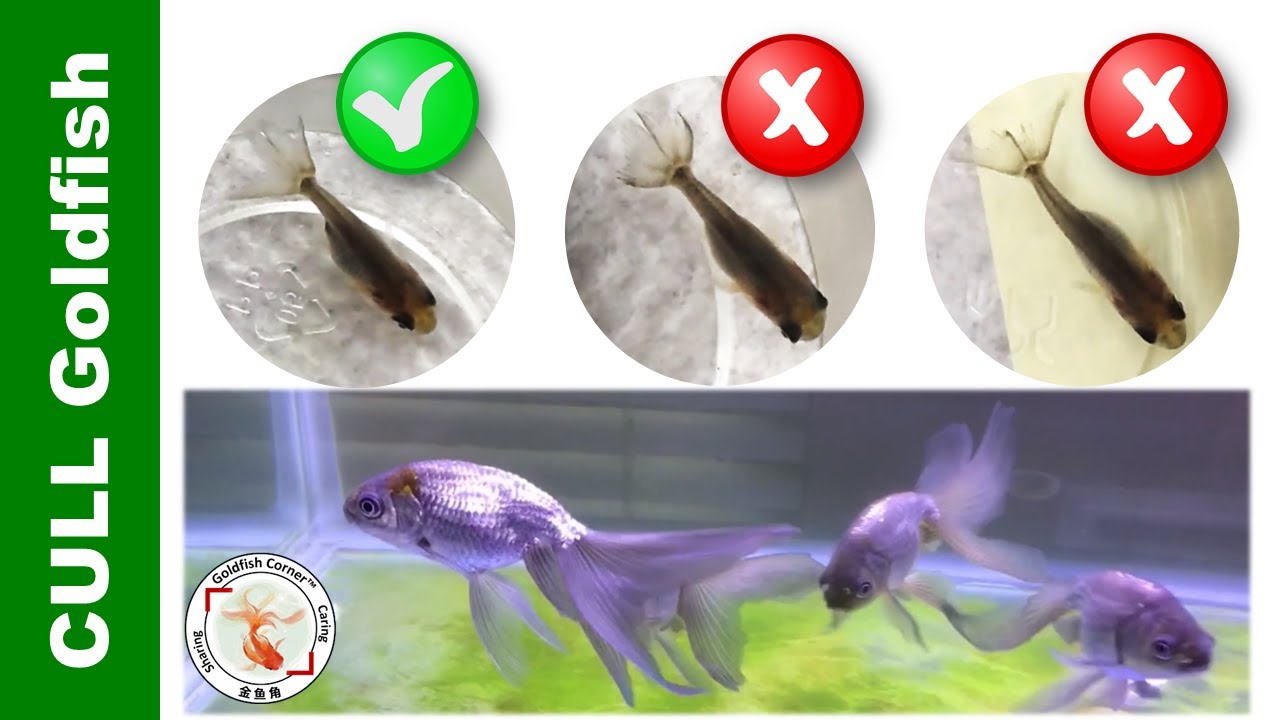 Как выбраковать мальков золотых рыбок за 5 недель и результат 👉