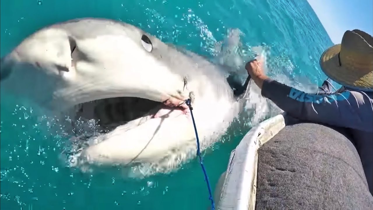 GIANT TIGER SHARK PULLS BOAT ALONG!