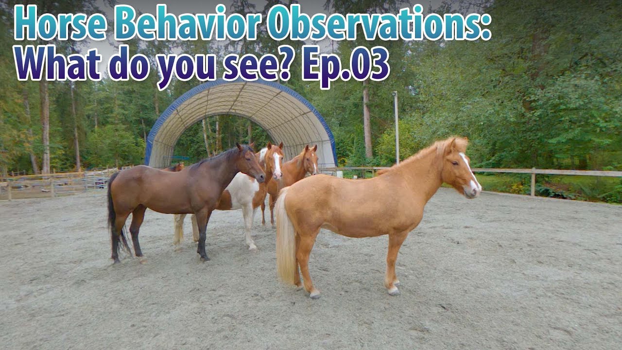 Horse Behavior Observations: What do you see? Ep.03
