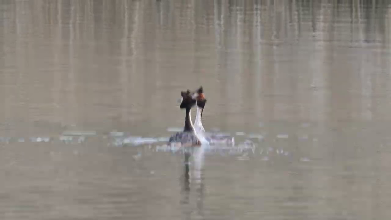 Great Crested Grebes at Warnham