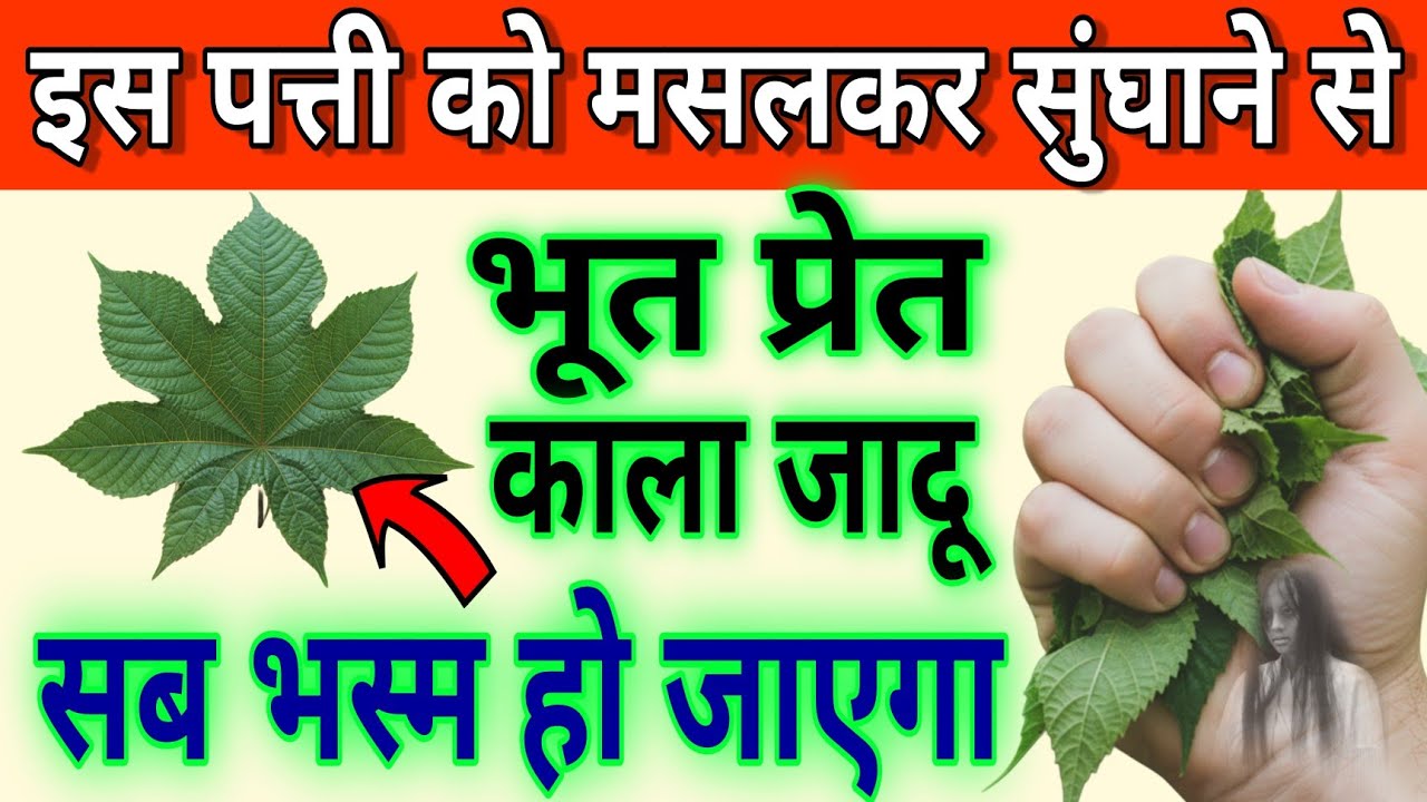 पत्ती मसलकर सुंघाने मात्र से भूत प्रेत छोड़कर भाग जायेगा//