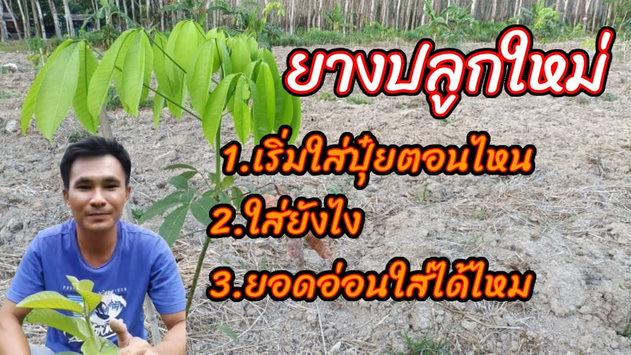 ยางปลูกใหม่ใส่ปุ๋ยได้ตอนไหน ใส่ยังไง ยอดอ่อนใส่ได้ไหม