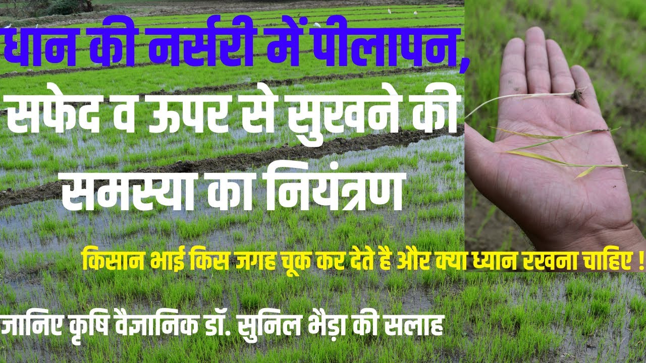 धान की नर्सरी में पीलापन की रोकथाम ! धान की नर्सरी कैसे बनाये ! Yellowing of Paddy Nursery/Podh Pili