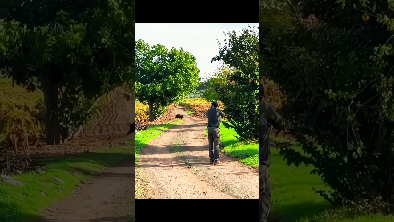Превосходные снимки и охота на крупного кабана #chasse #cinghiale #hunting #wildboar #jabali #охота