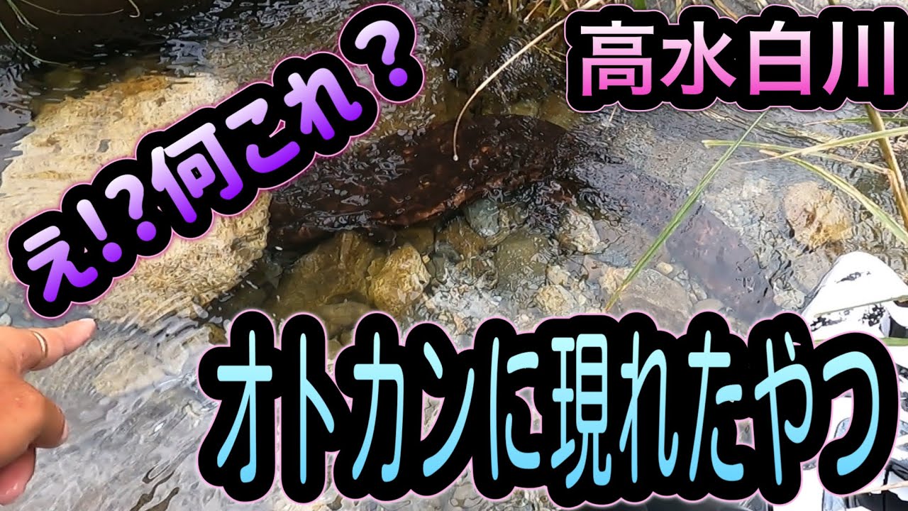  【放送事故】鮎釣りの最中にまさかの怪物。天然記念物オオサンショウウオとの遭遇