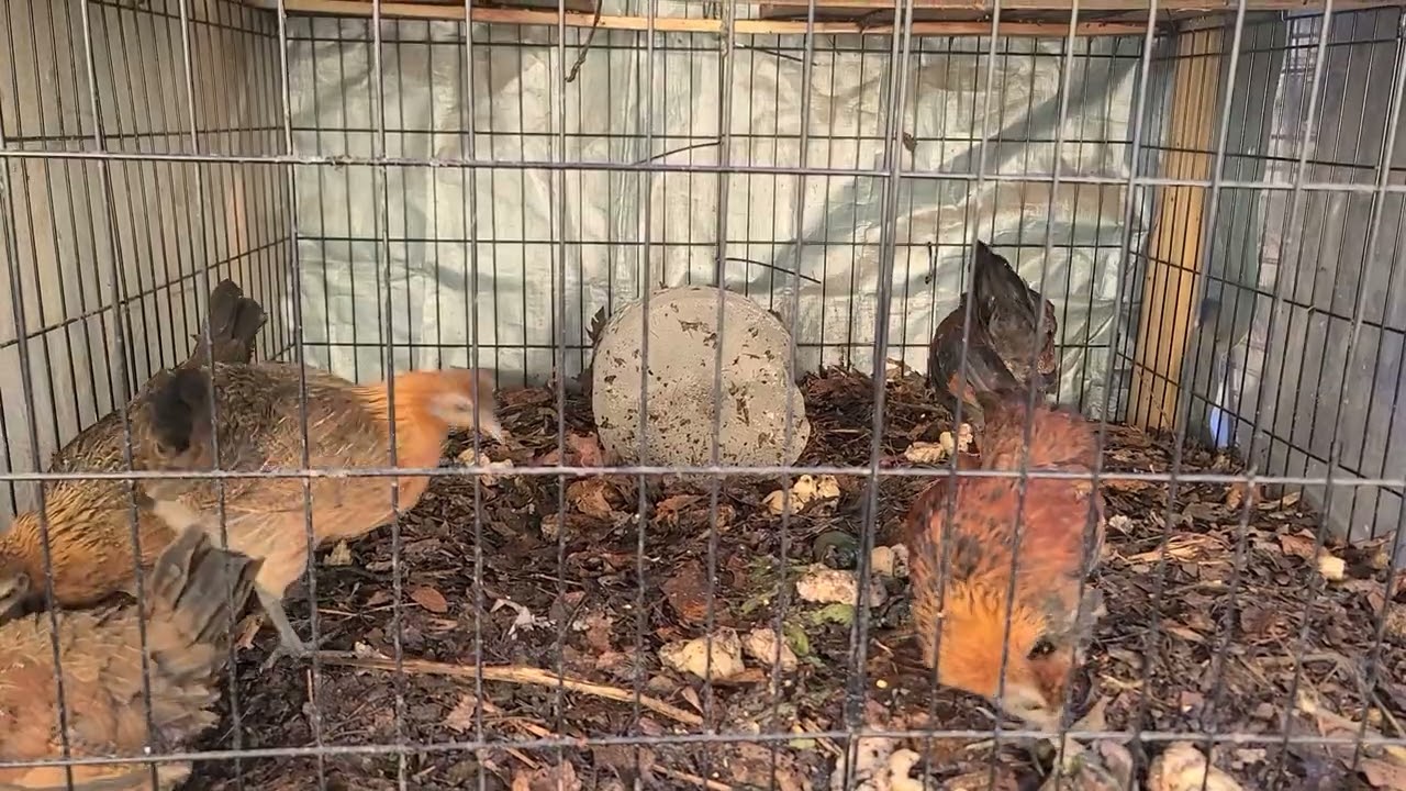 Chickens loves PORK