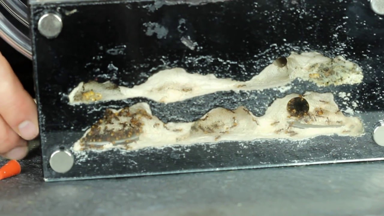 Tar Heel Ants Formicaria Options Video #3: Nestmates