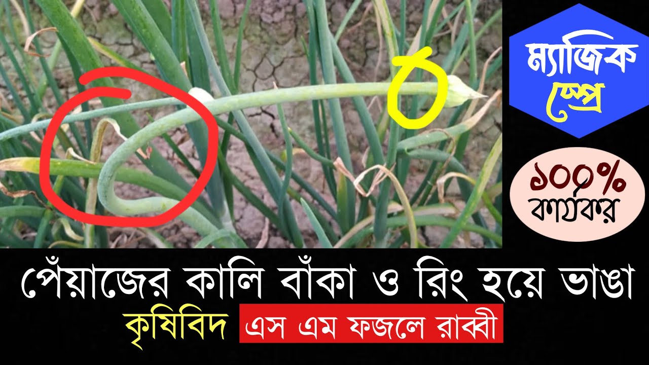 পেঁয়াজের কালি: বাঁকা ও রিং হয়ে ভেঙে যাওয়ার ৫ অভূতপূর্ব কারণ || #পেঁয়াজচাষ #কৃষি_পরামর্শ 