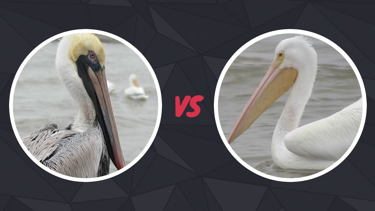 Brown Pelican vs American White Pelican | Call/Sounds, Flying, Eating, Diving, Habitat, Facts, Etc.