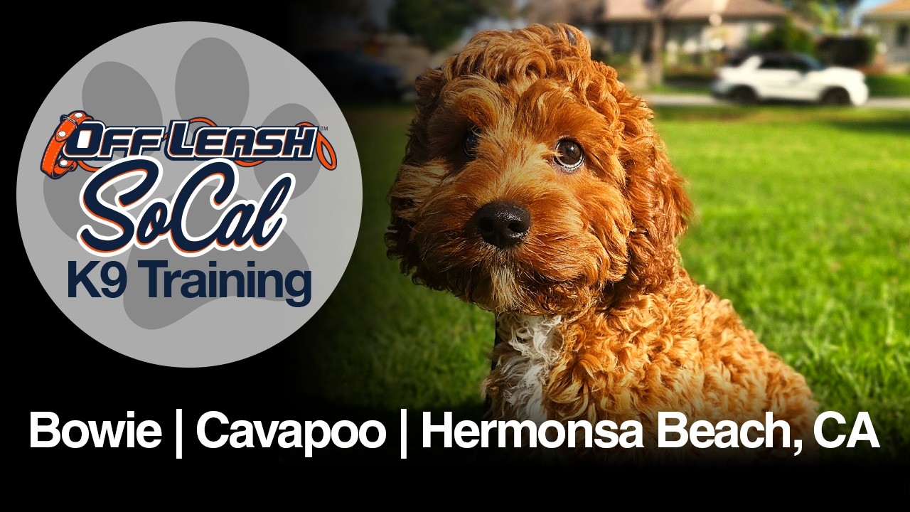 Cavapoo Dog Training | Bowie | Hermosa Beach, CA