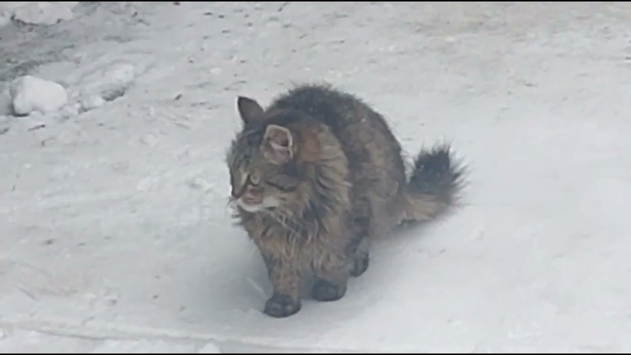 #Cat#catlife #Котыкалининграда #старорусскаяпорода #kaliningradlife #russia #подпишись 