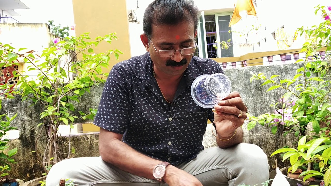 వేప మొక్కను బోన్సాయ్ గా ఇంటివద్దనే తయారు చేయడం ❓