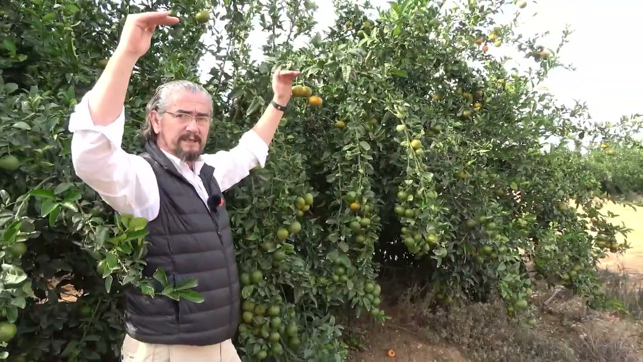 18) Tango watershoot bending and pruning, Eurosemillas