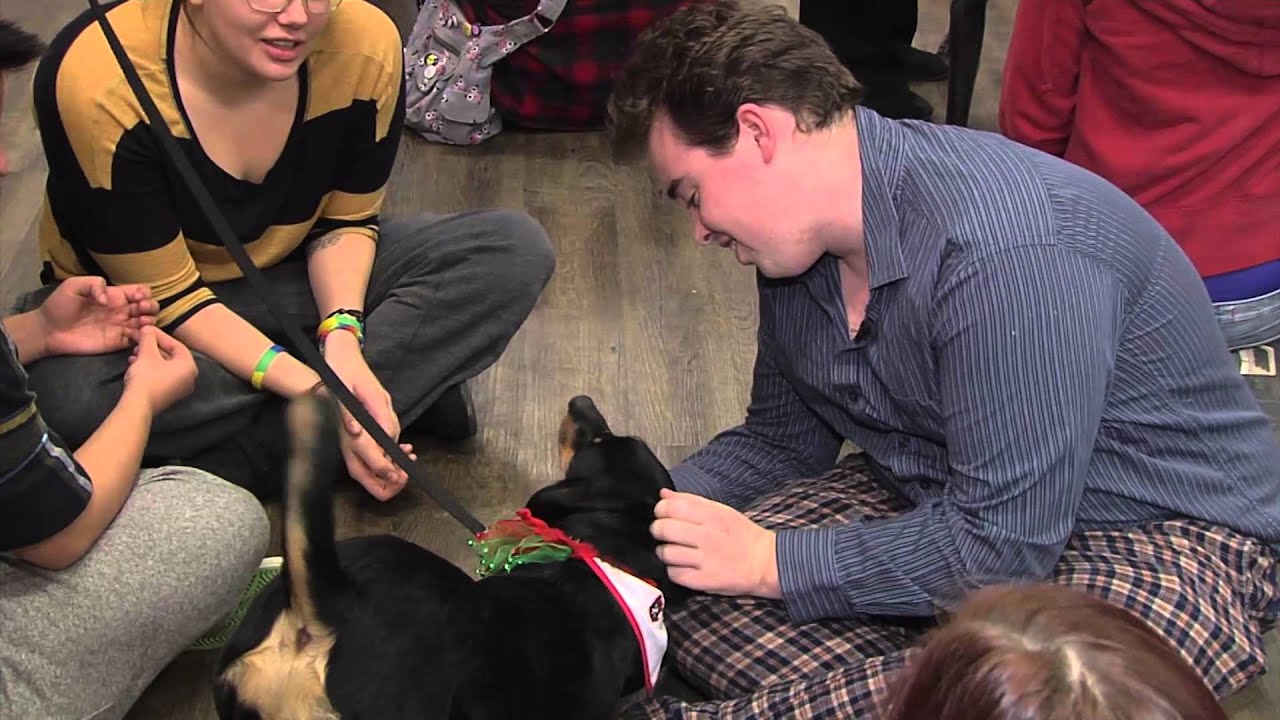 Hamilton - St. John Ambulance Therapy Dog Program At Mohawk College.