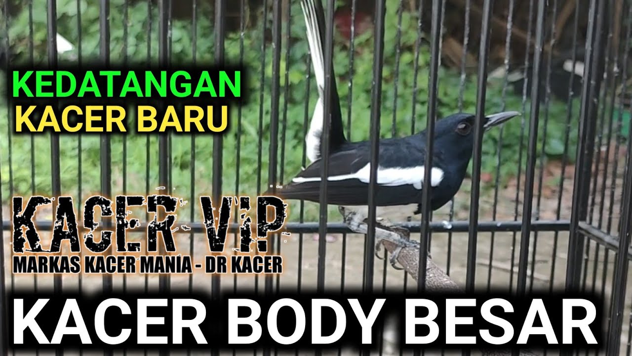 WOW KACER INI BODY BESAR INI KACER BEBAL INI BARU BERAT UNTUK KACER YANG BEGINI