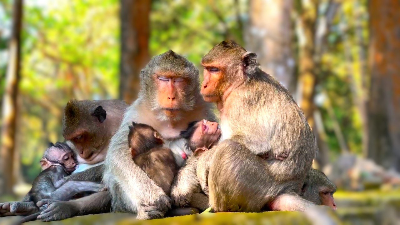 Monkey: They are Resting and Sleepy #monkey #babymonkey #animallovers