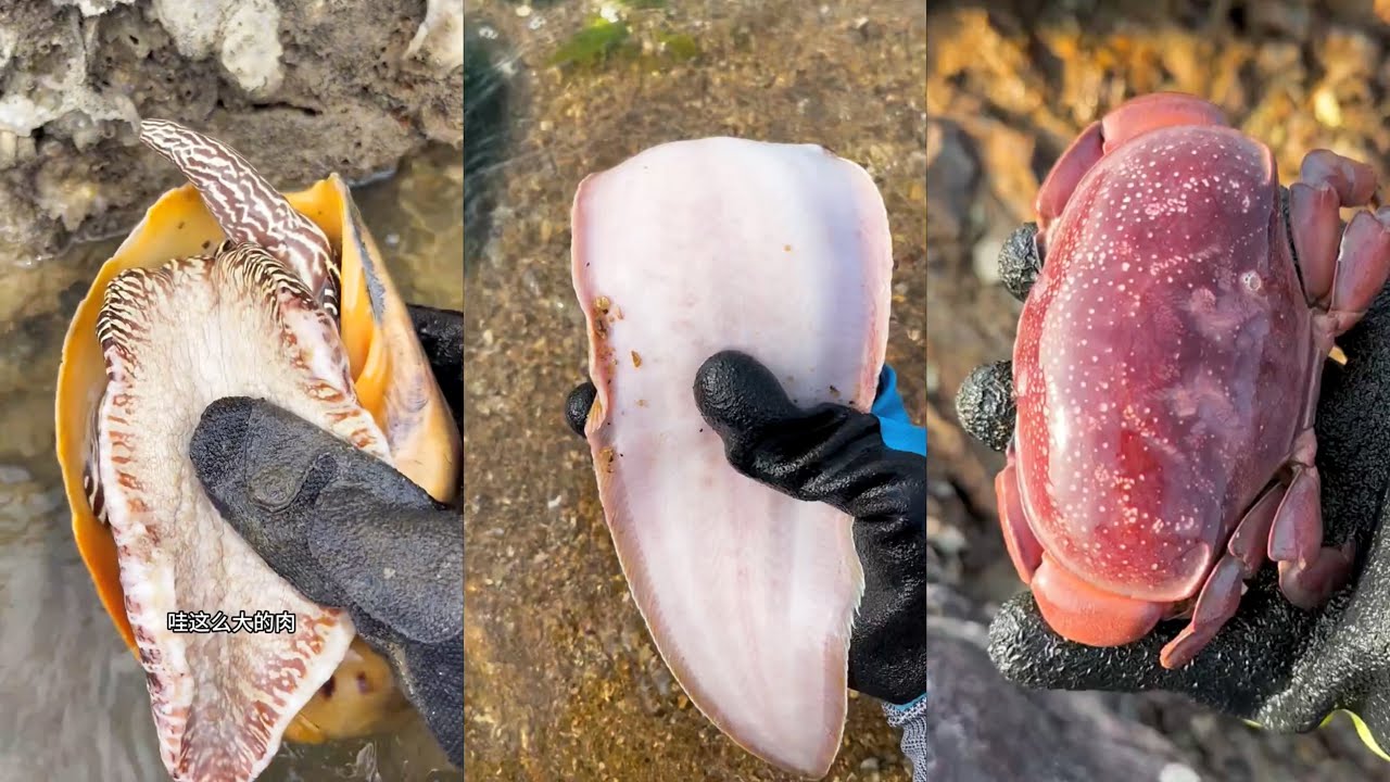 Ловля осьминогов, омаров, крабов, рыбы и других морепродуктов во время отлива 01182026