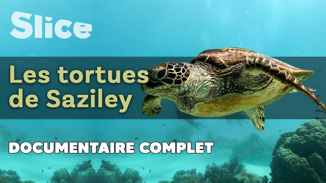 Les tortues de Saziley | SLICE | Documentaire complet