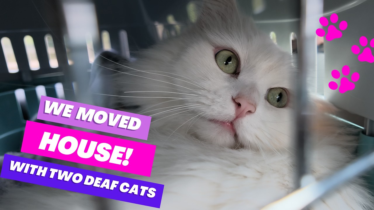 Мы переехали с двумя глухими кошками! 🏡🐱 | Влог о переезде 2