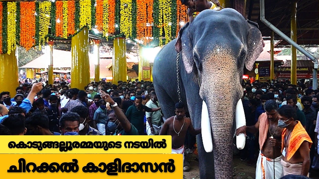 Chirakkal Kalidasan @ Kodungallur Thalappoli 2022 - ARN MEDIA