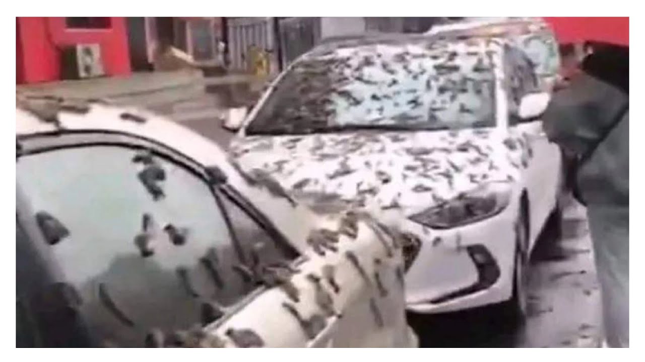 Worms &lsquo;raining down&rsquo; in China, with residents urged to carry umbrellas as bizarre video goes viral