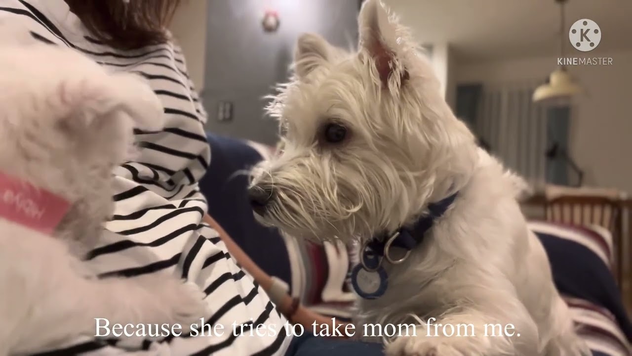 1歳のウェスティが2ヶ月のウェスティを迎えました / 1 year old westie have a sister