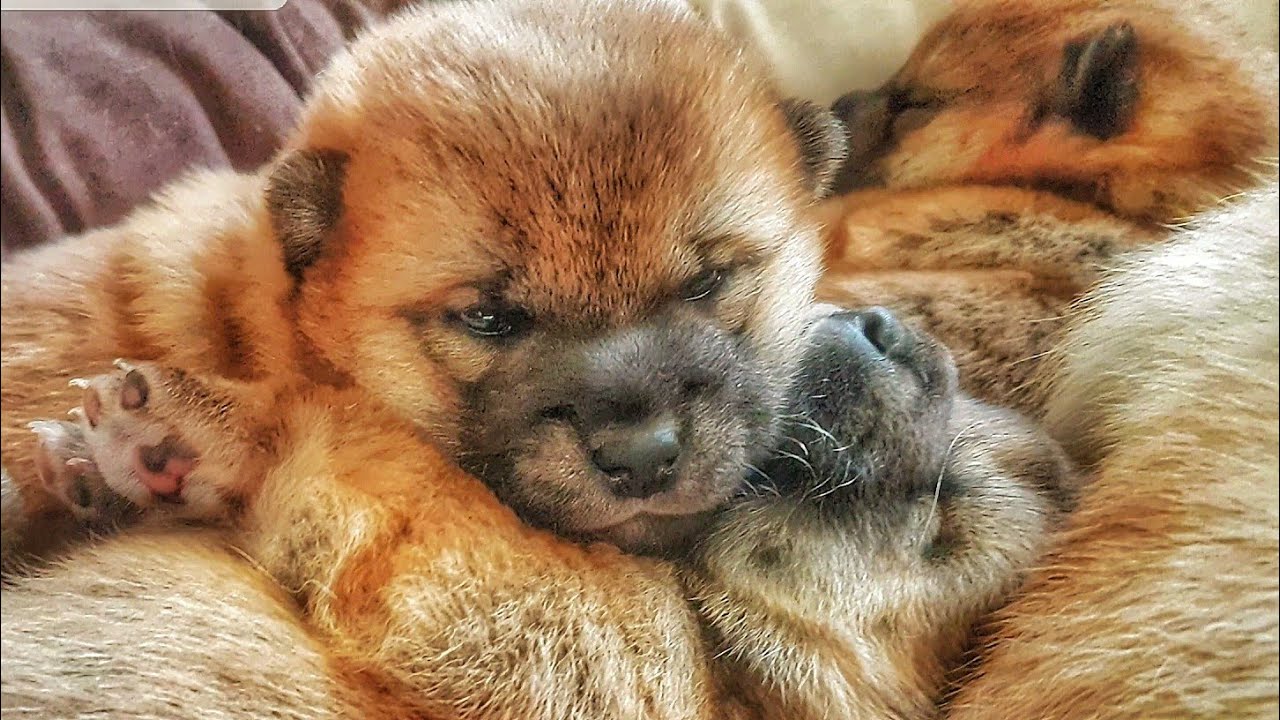 Shiba Inu puppies - 17 days old