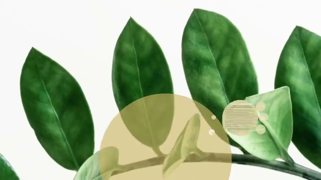 Pr&eacute;sentation du m&eacute;tier de naturopathe et de ses &eacute;tudes par l'Institut Fran&ccedil;ais de Naturopathie IFNAT