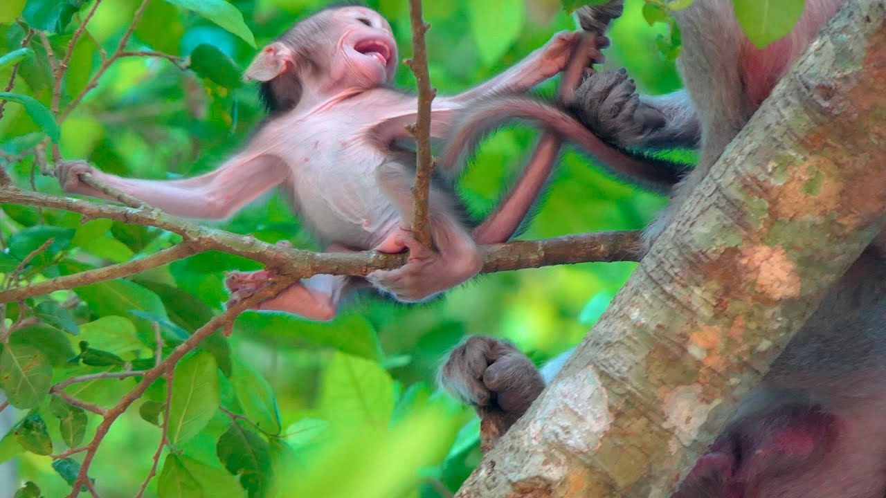 A Brief Moment as a Tiny Baby Monkey Adjusts Balance While Clinging High Awaiting Mother&rsquo;s Care