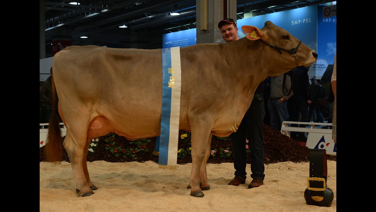 Tier und Technik 2026 Miss OB Wahl