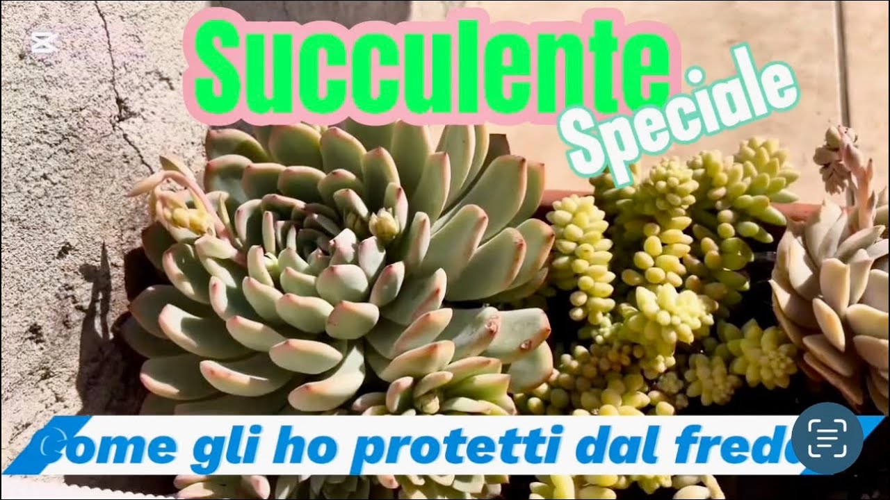 LE MIE PIANTE GRASSE, come stanno con il freddo