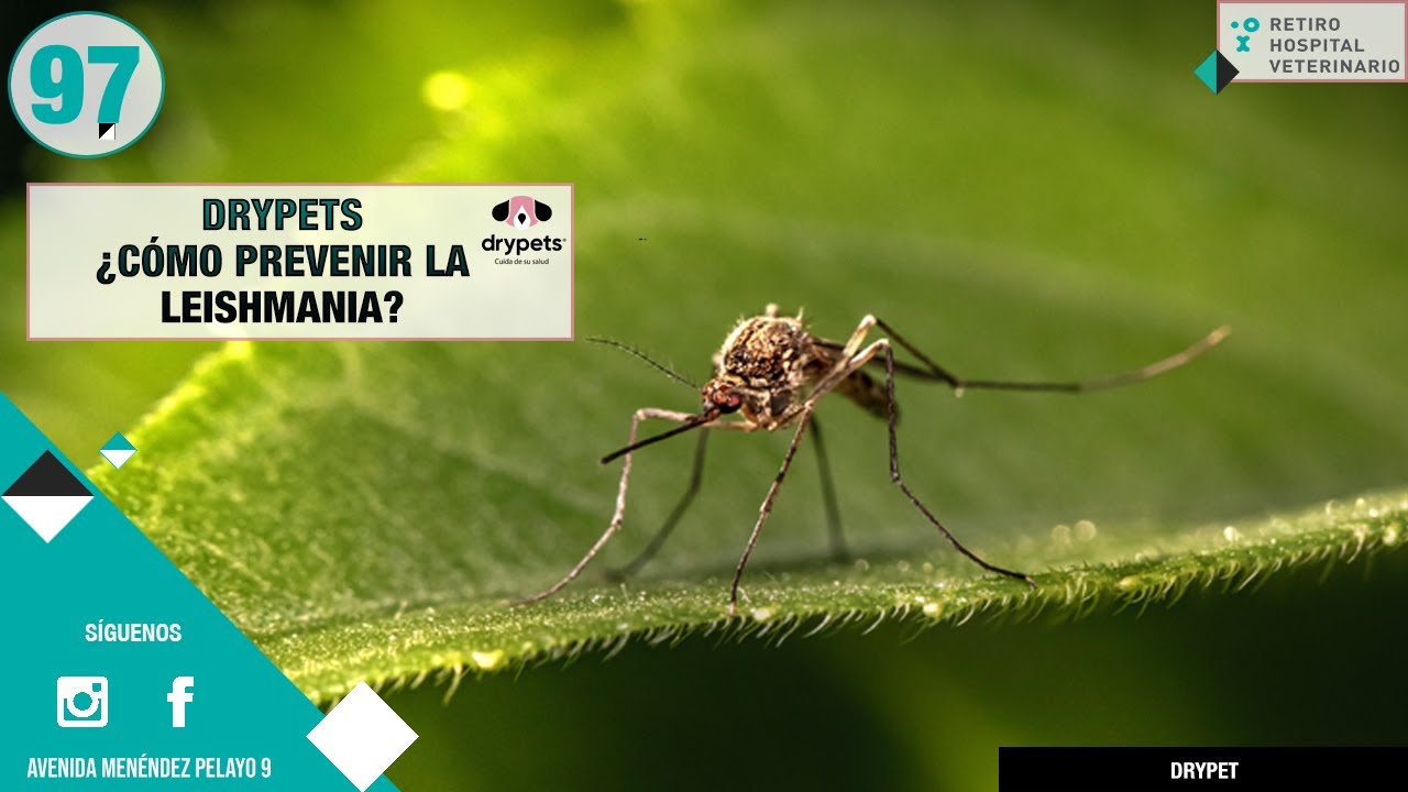 CAPÍTULO 97: ❓¿Cómo prevenir la leishmania? - Veterinario perros Madrid