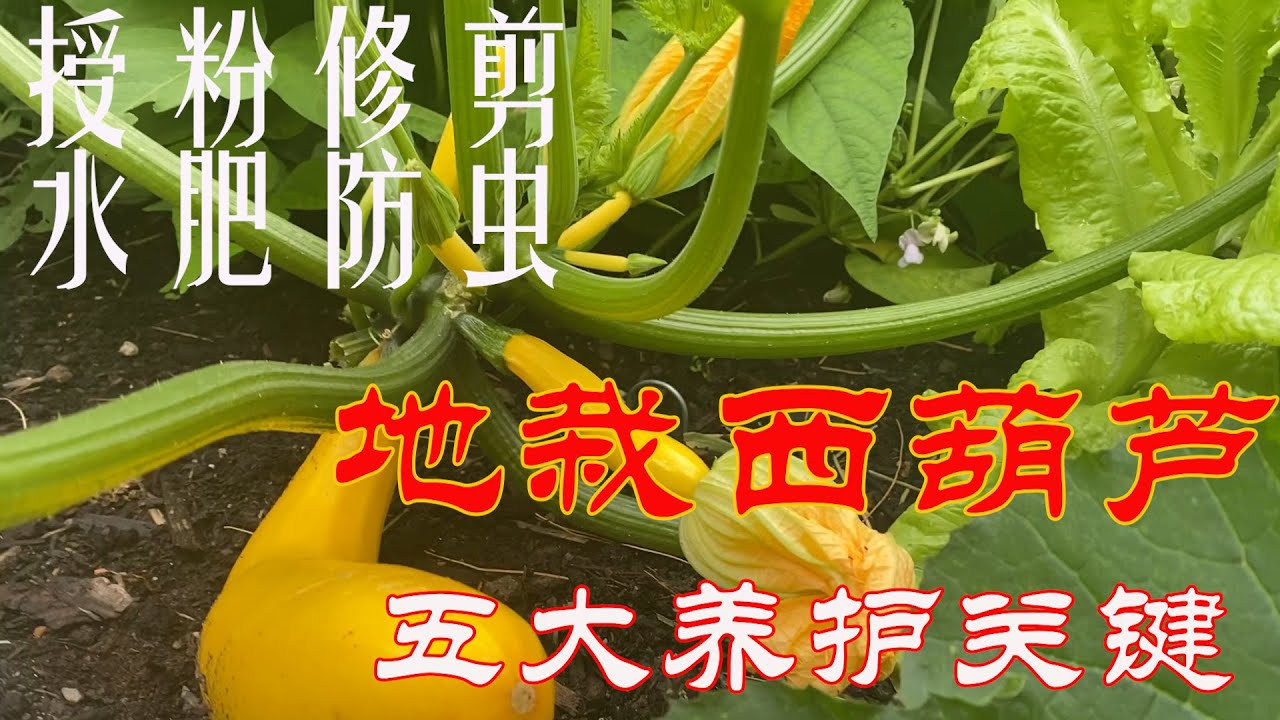 【渔耕笔记】种西葫芦 | 角瓜种植 如何实现持续高产的五大关键细节处理